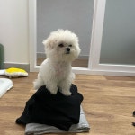 첫 미용 첫 사랑 첫 빨래 | 정치유머 게시판 | RULIWEB 첫 미용 첫 사랑 첫 빨래 | 정치유머 게시판 | 루리웹