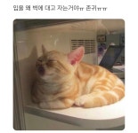 자냥 | 유머 게시판 | RULIWEB 자냥 | 유머 게시판 | 루리웹