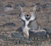 옛날에 그린 티벳여우