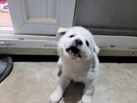 강생이개같은 짤이나 받아라