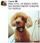 반려동물 셀프미용 대참사 모음