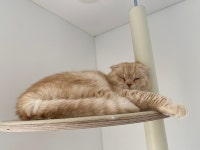 스압 고양이카페 다녀왔어요