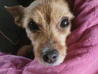 우리집 똥강아지 | 유머 게시판 우리집 똥강아지 | 유머 게시판 | 루리웹