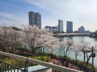 다들 왜이렇게 벚꽃잎 잡으려고 그러는지 | 유머 게시판 다들 왜이렇게 벚꽃잎 잡으려고 그러는지 | 유머 게시판 | 루리웹