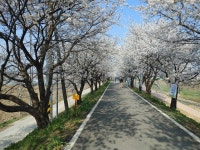 충주로 꽃놀이 겸 캠핑 다녀왔습니다스압주의