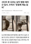 동물병원에간 벵갈고양이.jpg | 유머 게시판 동물병원에간 벵갈고양이.jpg | 유머 게시판 | 루리웹