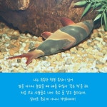 누워서 잠을자는 물고기