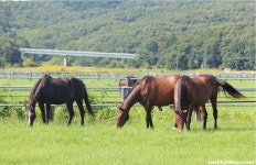 말딸) 이것이 와타나베 목장 당근 갱단이닷~! | 유머 게시판 말딸) 이것이 와타나베 목장 당근 갱단이닷~! | 유머 게시판 | 루리웹