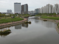 운정호수공원에 꿩이 많더라