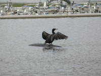 운정호수공원에 꿩이 많더라