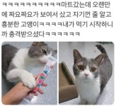 츄르를 빼앗긴 고양이.jpg | 유머 게시판 츄르를 빼앗긴 고양이.jpg | 유머 게시판 | 루리웹