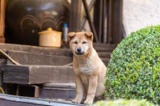 용인 산골짜기에 위치한 자작나무 이야기 레스토랑 | 여행 행사 풍경 사진 갤러리 | RULIWEB 용인 산골짜기에 위치한 자작나무 이야기 레스토랑... 