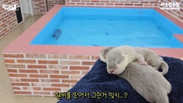 수달 부부가 아기수달을 물고 나온 이유 | 유머 게시판 수달 부부가 아기수달을 물고 나온 이유 | 유머 게시판 | 루리웹