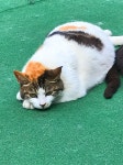 우리동네 고양님