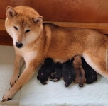 시바 꼬물이들 태어났어요 덤으로 비오는날 산책가는 노인시바