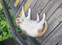 공공공원사는 고양이들은 사람에 관심이없네 | 유머 게시판 공공공원사는 고양이들은 사람에 관심이없네 | 유머 게시판 | 루리웹