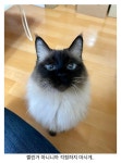 나도 고양이 사진으로 업적 세운적 있다!! | 유머 게시판 나도 고양이 사진으로 업적 세운적 있다!! | 유머 게시판 | 루리웹