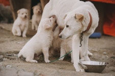 엄마개한테 애교부리고 싶다 | 유머 게시판 엄마개한테 애교부리고 싶다 | 유머 게시판 | 루리웹