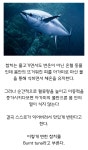 활어 참치가 없는 이유.jpg | 유머 게시판 활어 참치가 없는 이유.jpg | 유머 게시판 | 루리웹