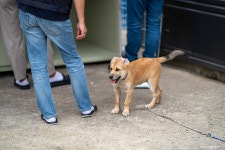 지랄발광 똥꼬발랄 강아지