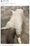 버튜버)손톱깍은 미오샤의 고양이 | 유머 게시판 | RULIWEB 버튜버)손톱깍은 미오샤의 고양이 | 유머 게시판 | 루리웹