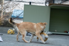 지랄방광 똥꼬발랄 강아지 2 | 반려동물 갤러리 | RULIWEB 지랄방광 똥꼬발랄 강아지 2 | 반려동물 갤러리 | 루리웹