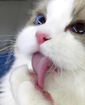 귀요미 렉돌