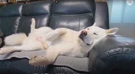 개팔자가 상팔자jpg