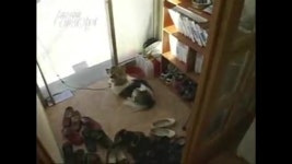 신발 도둑 견공이 잡히자 제작진에게 양념치킨 대접해주시는 할머니