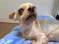 우리집 귀여운 똥강아지 보고가! | 유머 게시판 우리집 귀여운 똥강아지 보고가! | 유머 게시판 | 루리웹