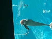 유게 베스트는 역시나 돌고래