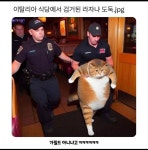 이탈리아 식당에서 잡힌 라자냐 도둑. | 정치유머 게시판 이탈리아 식당에서 잡힌 라자냐 도둑. | 정치유머 게시판 | 루리웹