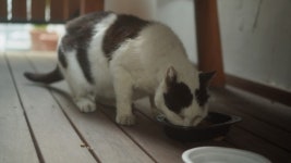 행복한 냥생을 보내고 있는 묘르신