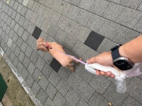 댕댕산책 | 유머 게시판 댕댕산책 | 유머 게시판 | 루리웹