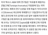 지구 반대편 돌고래 근황 | 유머 게시판 지구 반대편 돌고래 근황 | 유머 게시판 | 루리웹