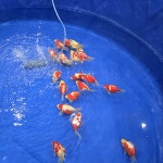 난 다른 사람들이 물고기나 파충류를 키워봤으면 해