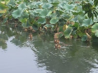 새 세커플과 미운 오리 유게이