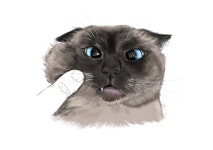 남의집 고양이 보고 가이소