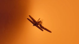 모처럼 하와이 여행 왔음