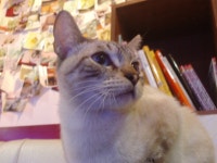 서울대입구역 앞 고양이 카페 지오캣