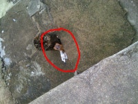 우리집 옆에 사는 알수없는 동물