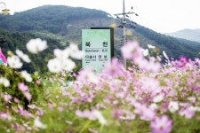 북천 코스모스 축제 다녀왔습니다