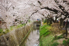 오사카근교 벚꽃여행 Part1스압