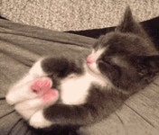 냥이웹에 어울리는 짤 | 유머 게시판 | 루리웹 모바일