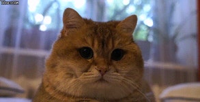 토실토실한 고양이 얼굴 만지기 781MB GIF