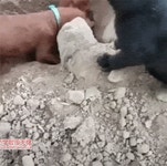 땅파는 강아지 움짤