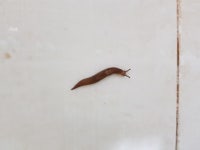화장실에서 농후한 민달팽이