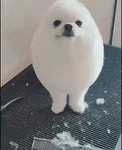댕댕이 헤어컷gif