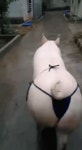 후방 비키니 끈팬티 입고 엉덩이 살랑거리는 짤 GIF