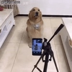 사진찍는 멍뭉이들 | 유머 게시판 사진찍는 멍뭉이들 | 유머 게시판 | 루리웹